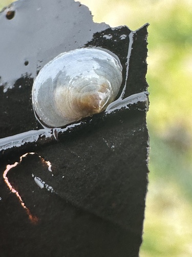 taxonomy_inaturalist image for Crepidula plana