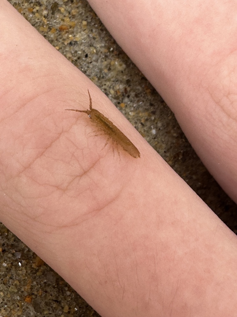 Baltic Isopod