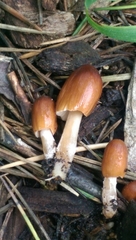 Agaricales
