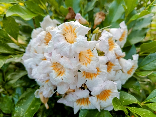 Radermachera yunnanensis (Radermachera yunnanensis)