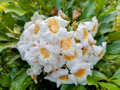 Radermachera yunnanensis