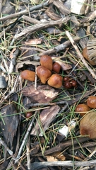 Agaricales