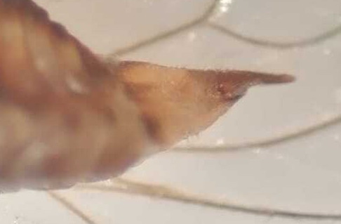 Cacopsylla pulchra