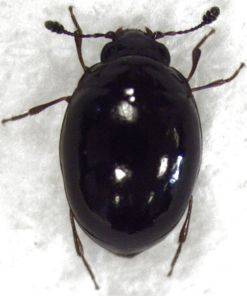 Cyclaxyridae