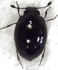 Cyclaxyra politula