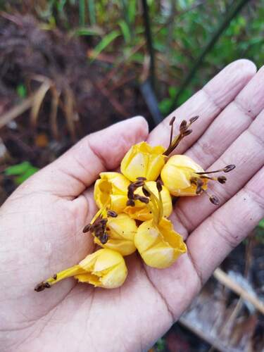 Humbertia madagascariensis image