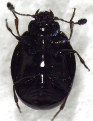 Cyclaxyra politula