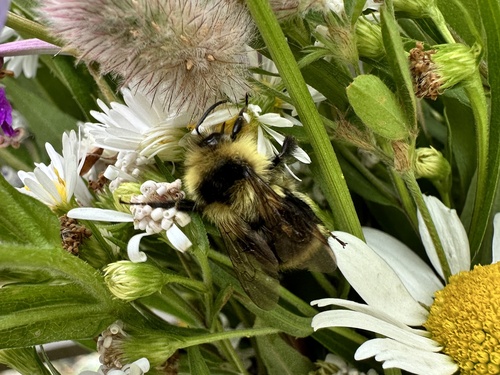 Tricolored Bumble Bee, Makinen, MN, US, photo 7 of 10