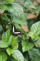 Adelpha iphiclus
