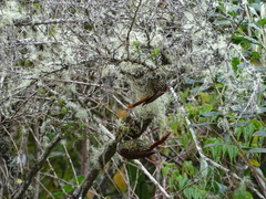 Margarornis squamiger