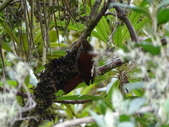 Margarornis squamiger