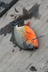 Pygocentrus nattereri