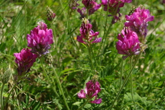 Onobrychis daghestanica