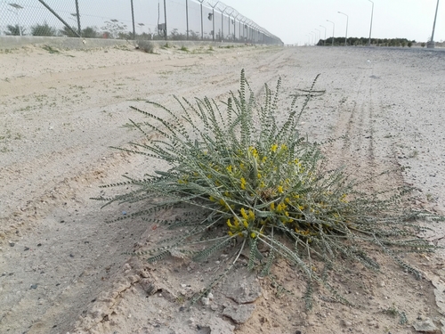 Astragalus sieberi