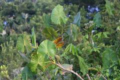 Montrichardia linifera