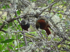 Margarornis squamiger