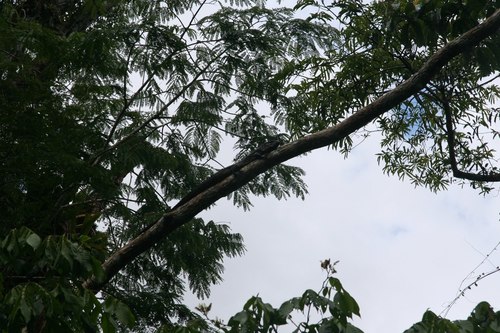 Dracaena guianensis