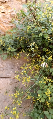 Rubia albicaulis