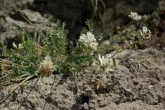 Oxytropis dasypoda