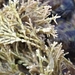 Corallina berteroi - Photo 由 Adán 所上傳的 (c) Adán，保留部份權利CC BY-NC