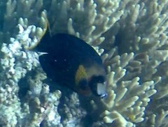 Acanthurus pyroferus