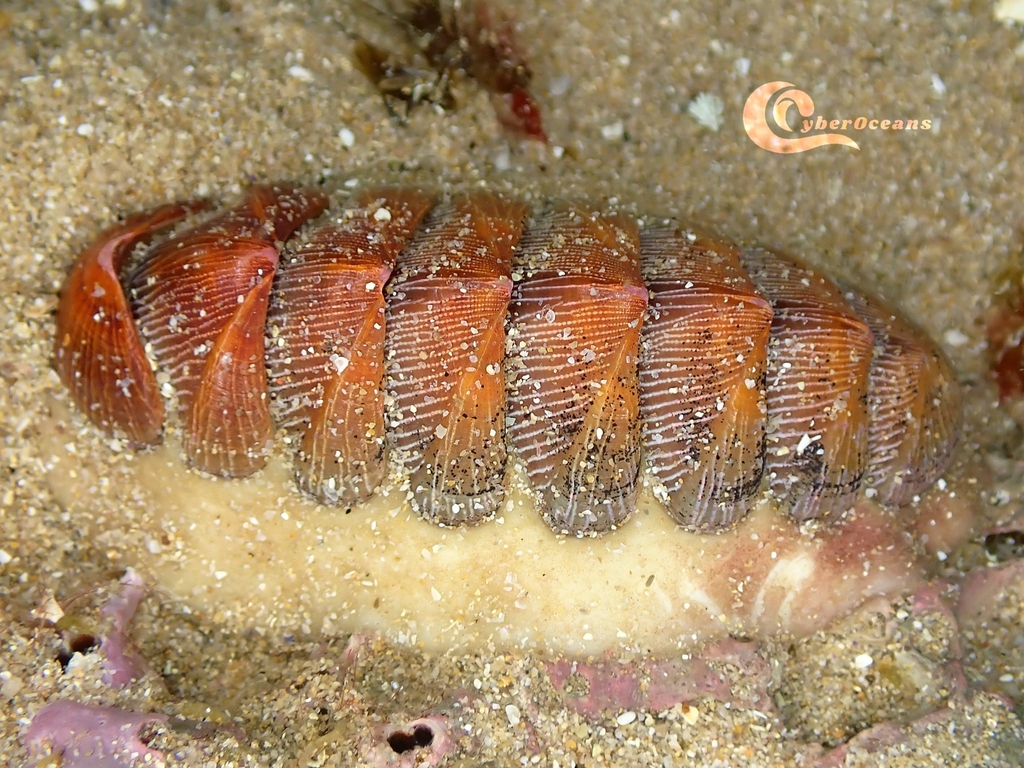 Hairy Chitons