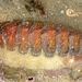 Hairy Chitons - Photo (c) Ana Santos, some rights reserved (CC BY-NC), uploaded by Ana Santos