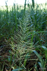 Hymenachne pernambucense