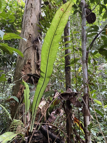 Asplenium phyllitidis observed 2023-08-29