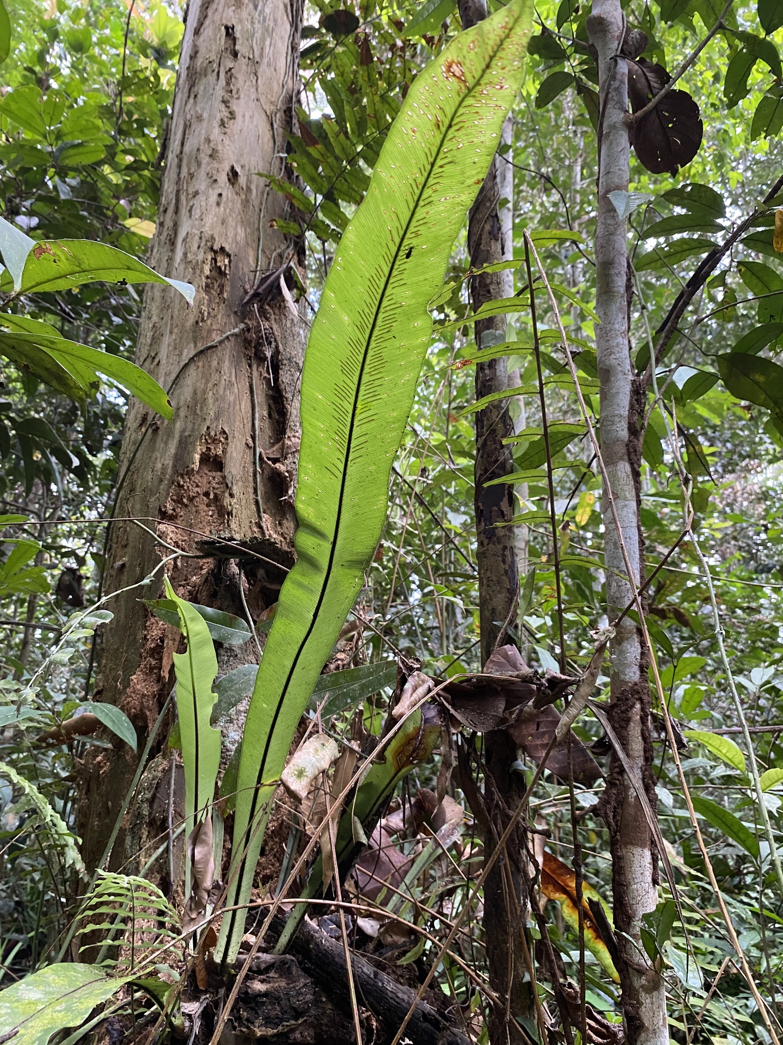 Asplenium anguineum