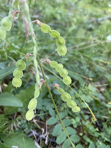 Alpine sainfoin