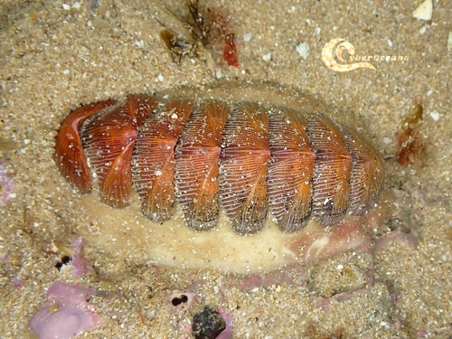 Chaetopleura angulata