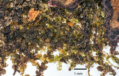 Frullania fugax