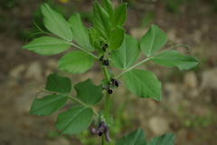 Vicia narbonensis