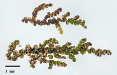 Frullania fugax