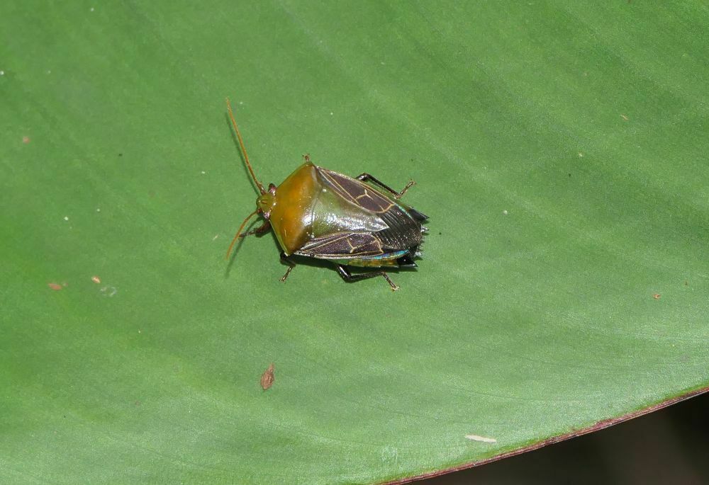 Anisoedessa