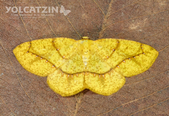 Periclina syctaria