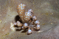 Phyllodesmium longicirrum