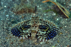 Dactyloptena orientalis