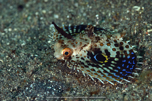 Oriental Flying Gurnard