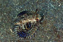 Dactyloptena orientalis