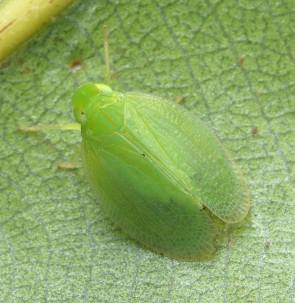 Eporina
