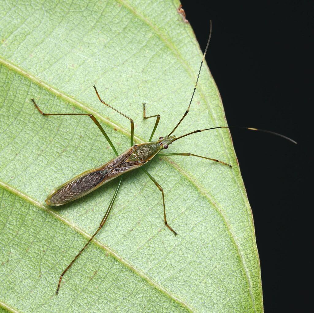 Leptocorisa
