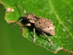 Chalepistes compressus