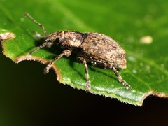 Chalepistes compressus