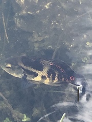 Astronotus ocellatus