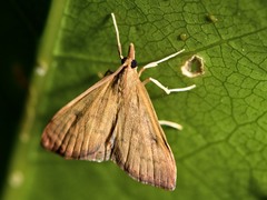 Mnesictena flavidalis