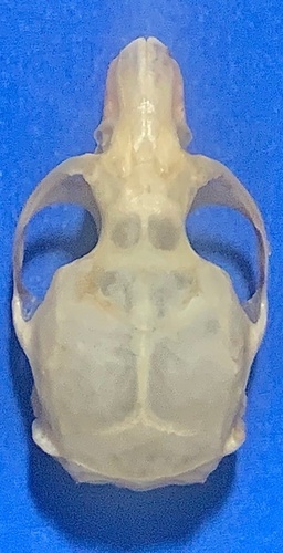 Zhejiang Red-backed Vole (Eothenomys colurnus) — Data Deficient Mammalia