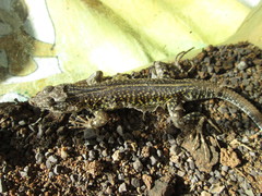 Pedioplanis laticeps