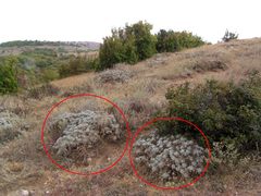 Astragalus arnacantha